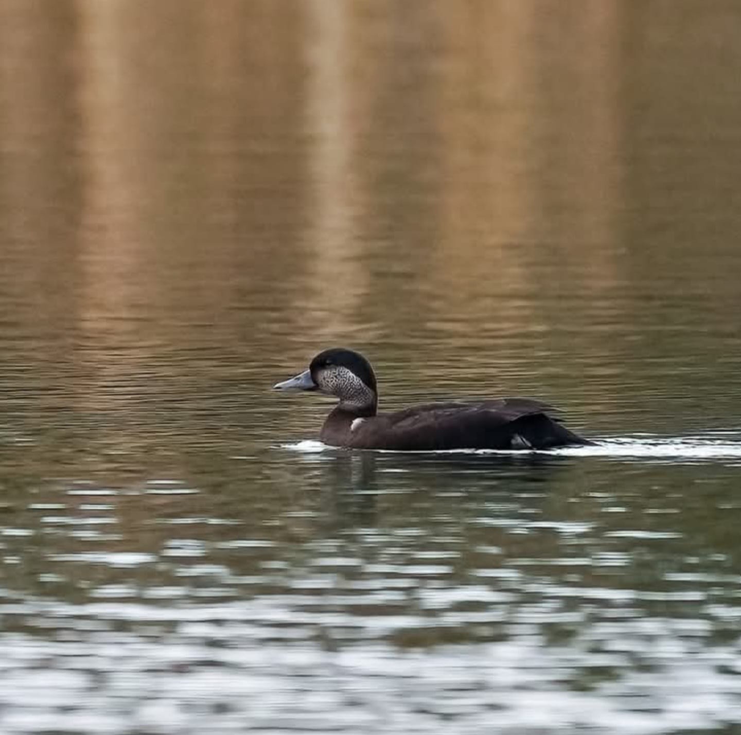 079b5efa 88f1 4662 b596 1b721347457b