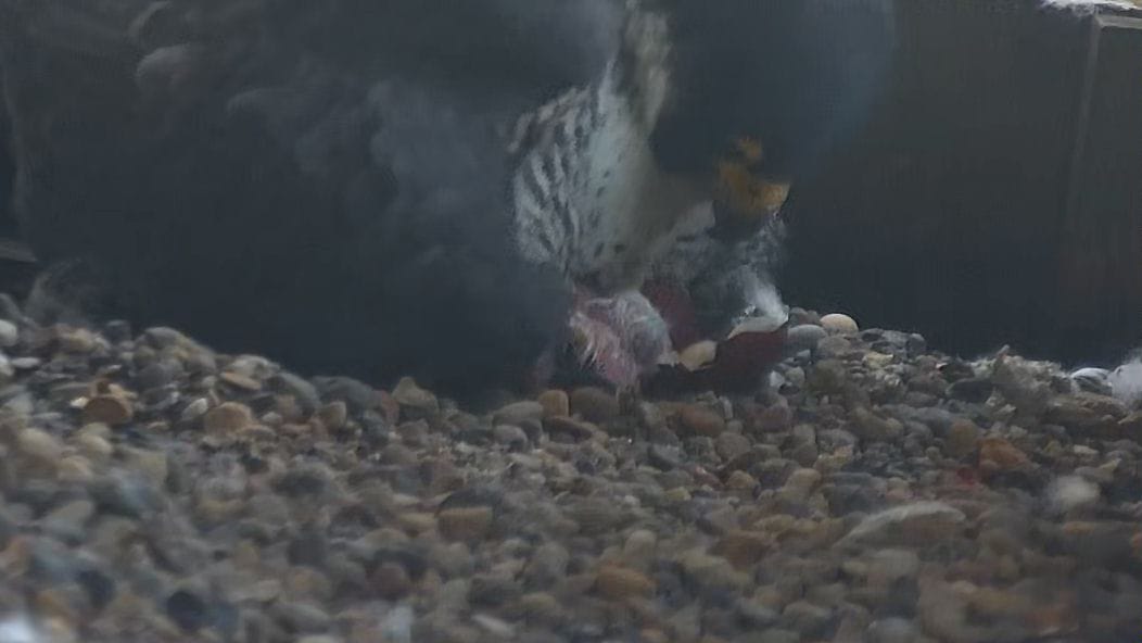 1st hatch