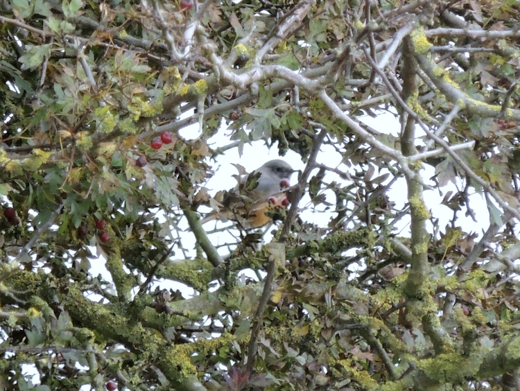 EasternBlackRedstart1 261016 DonnaNook