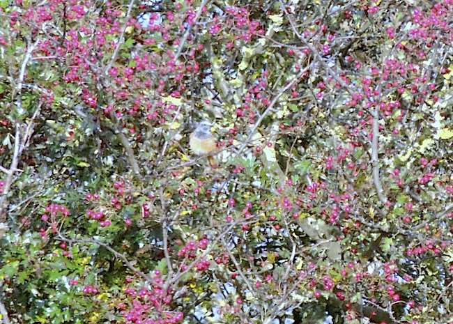 EasternBlackRedstart2 261016 DonnaNook