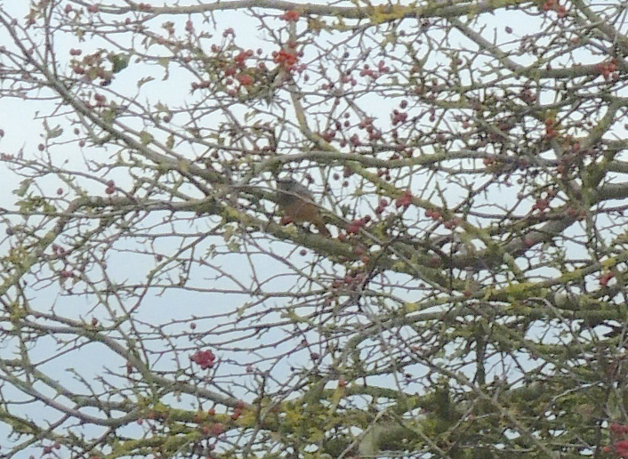 EasternBlackRedstart 261016 DonnaNook