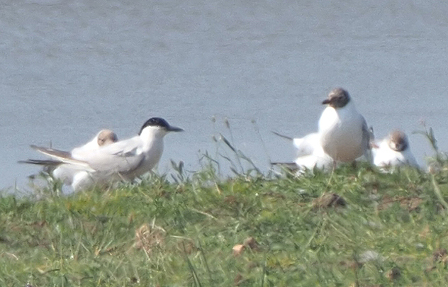 Gull billed Tern 1