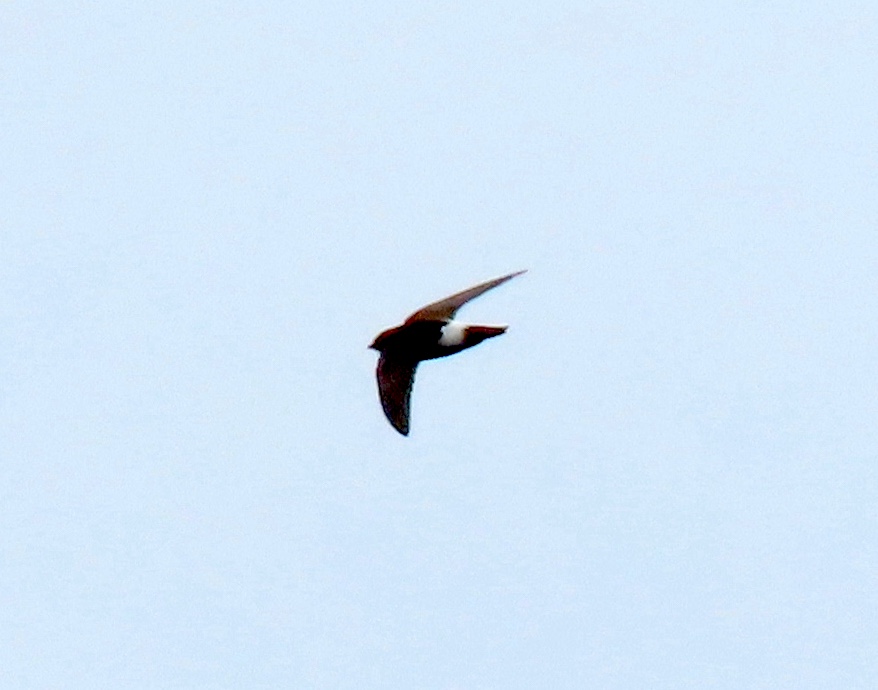 LittleSwift1 290623 Alkborough SimonJump