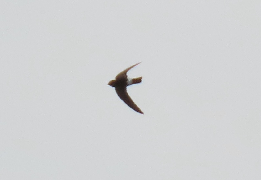 LittleSwift5 290623 Alkborough TimJump