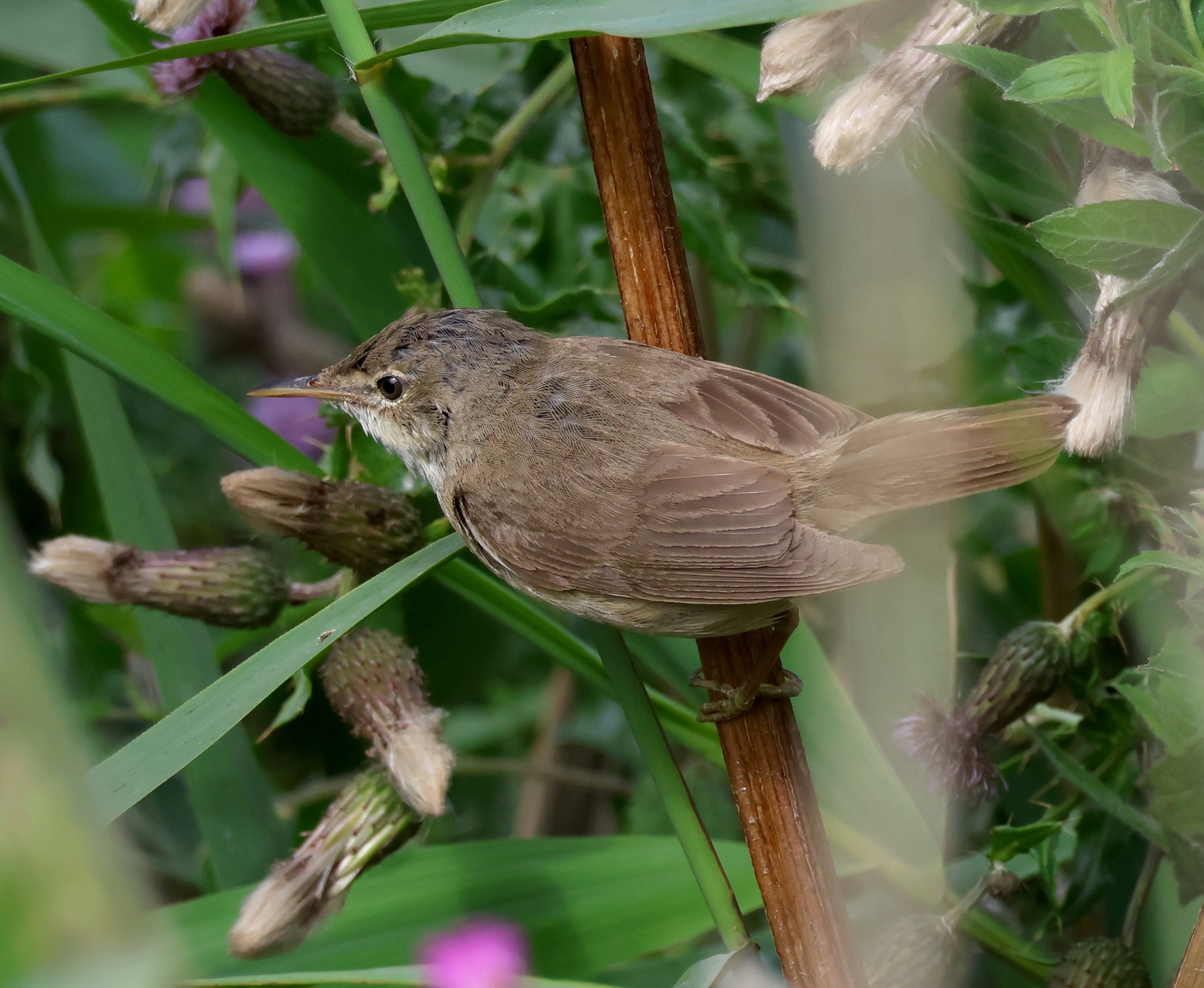 MarshWarbler1 Worn C6M July2023 JS