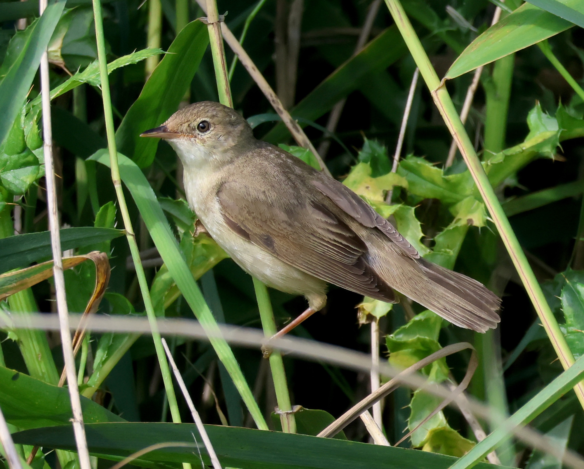MarshWarbler2 Worn C6M July2023 C6M JS.jpg