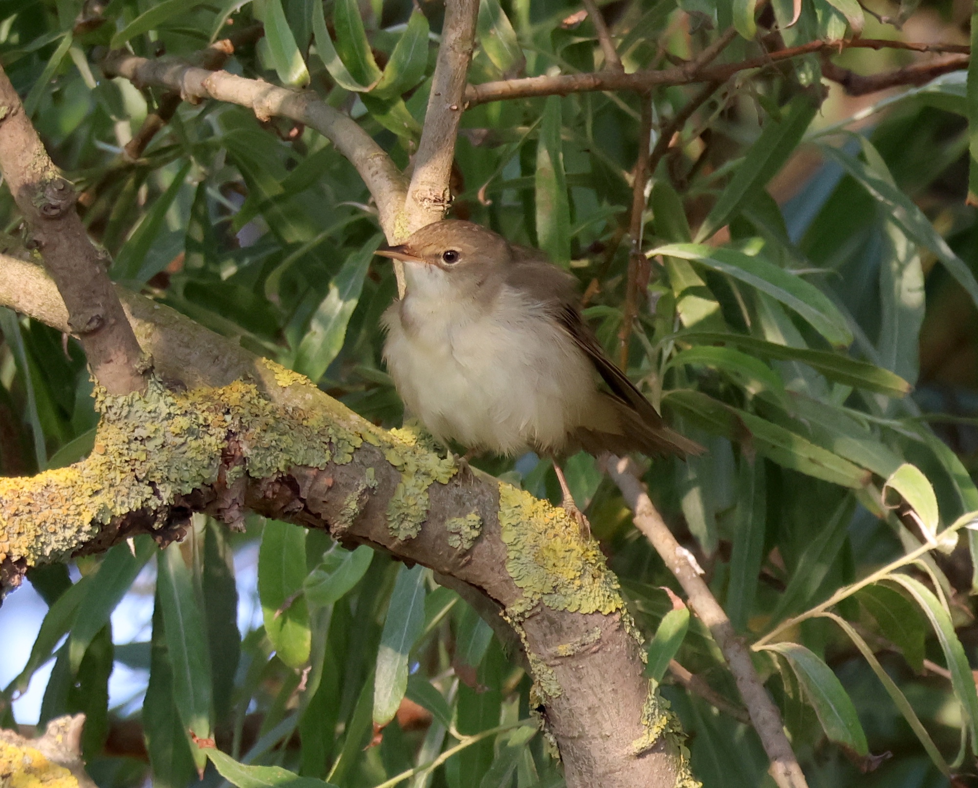 MarshWarbler Display2 130623 C6M JS