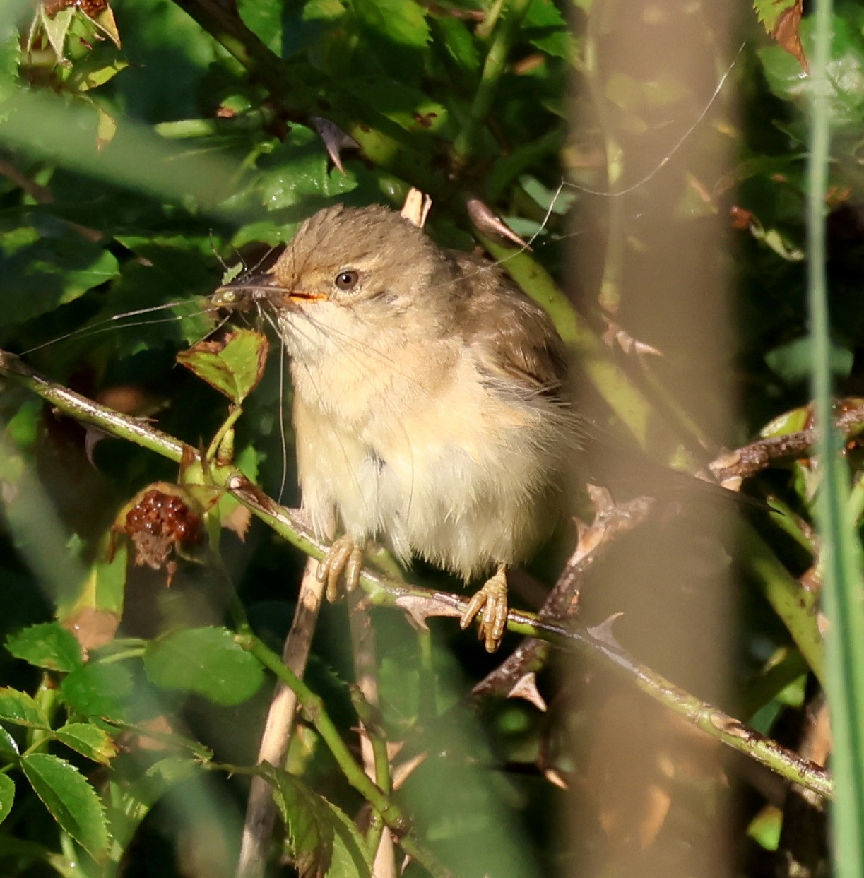 MarshWarbler Feed2 C6M JS