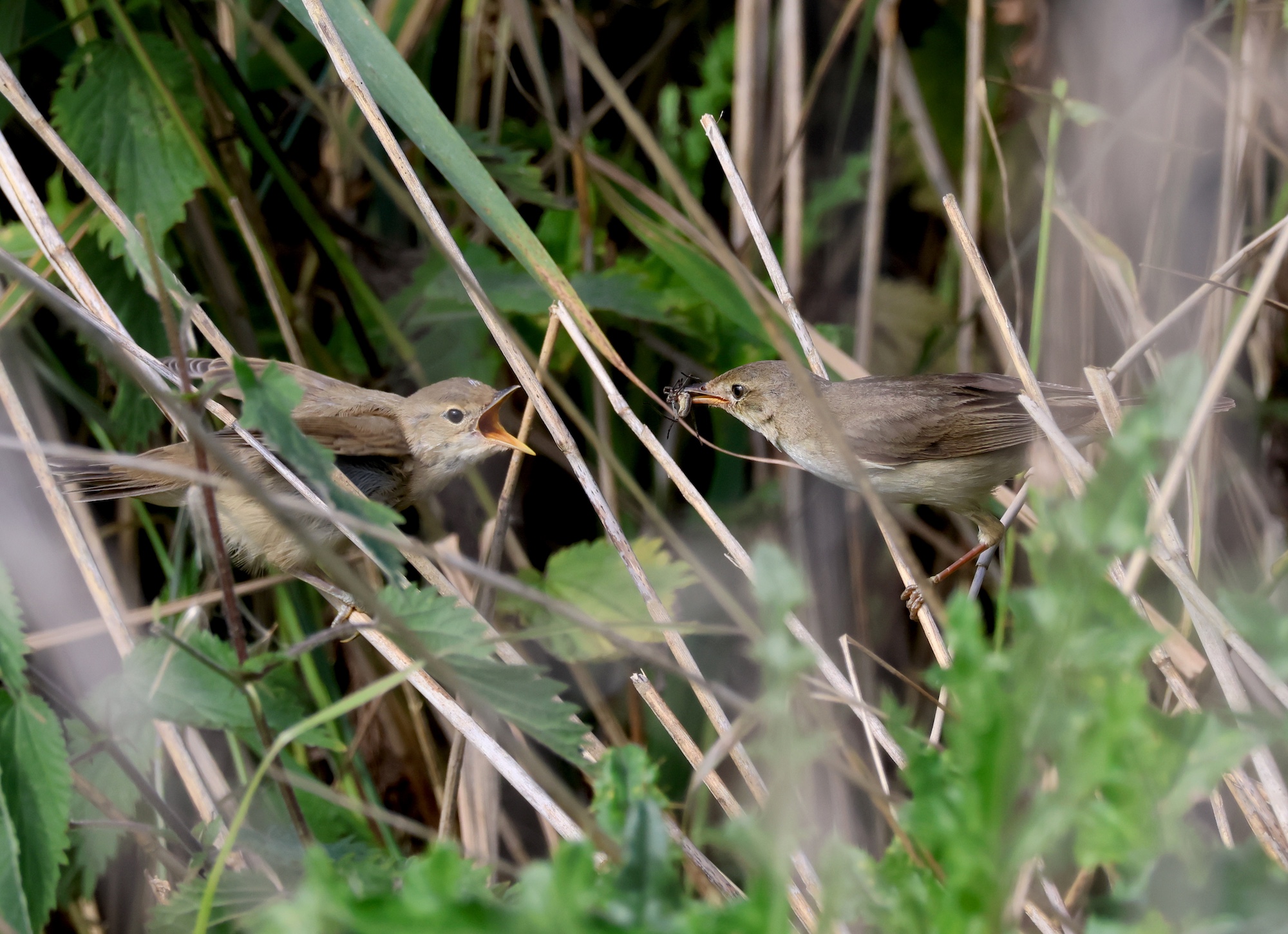 MarshWarbler FeedingJuv 260623 C6M JS