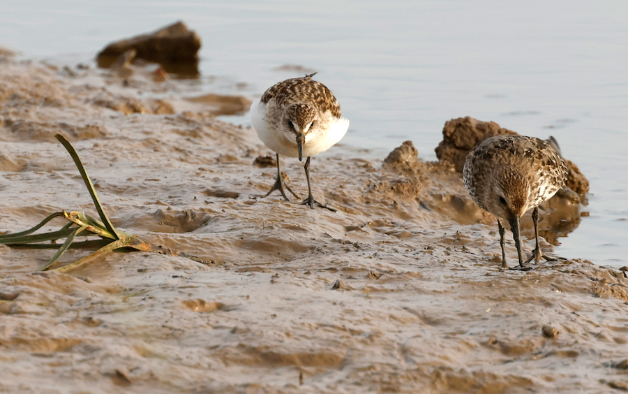 SemiPalmatedSandpiper1 Oct2023 Frampton