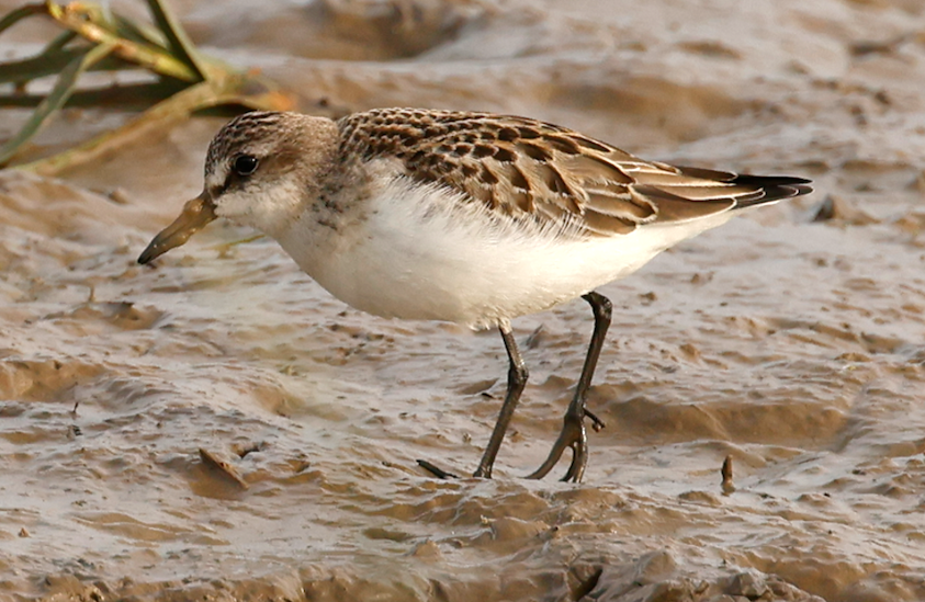 SemipalmatedSandpiper2 Oct2023 FramptonMarsh