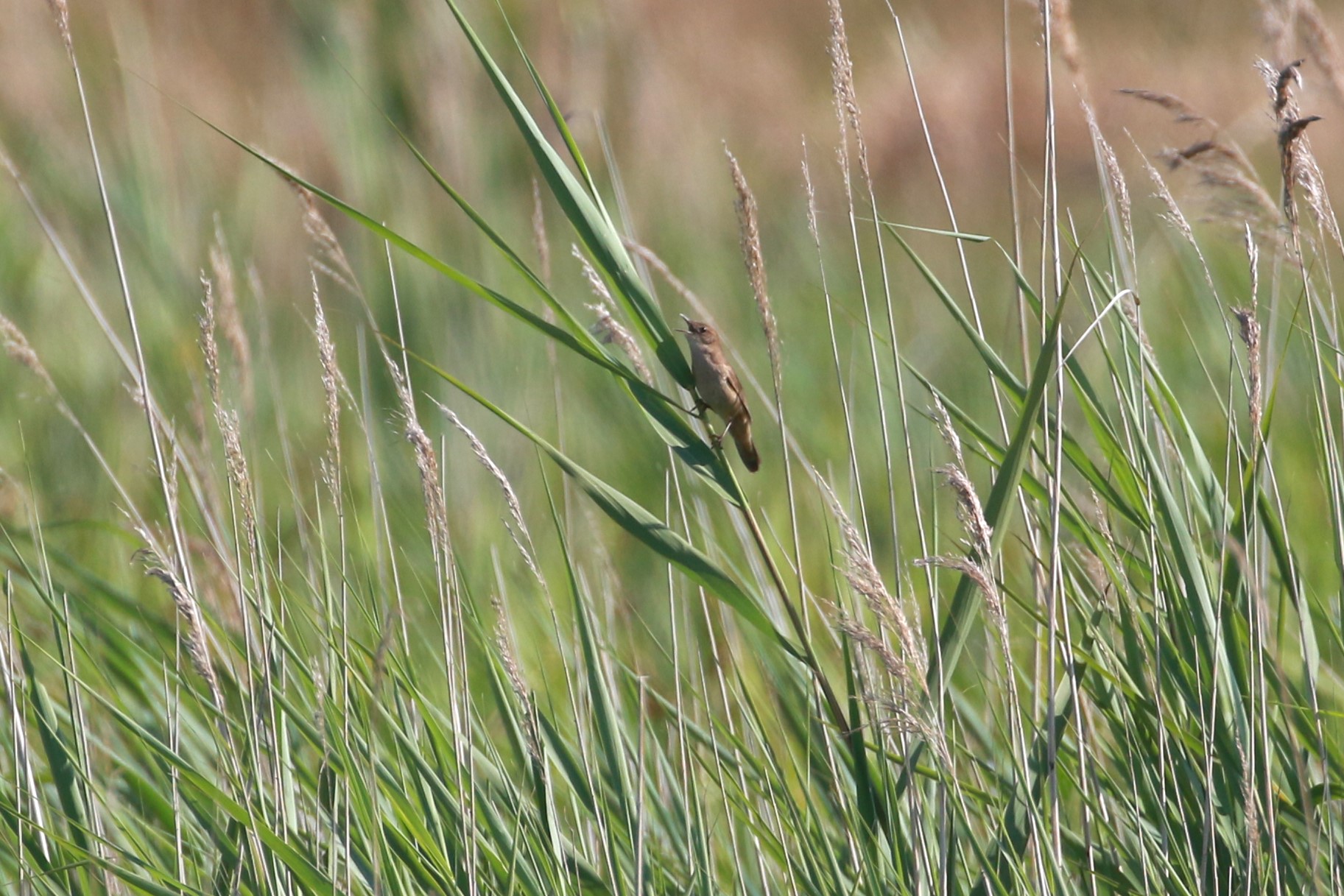 Savis Warbler 19.06.25 2