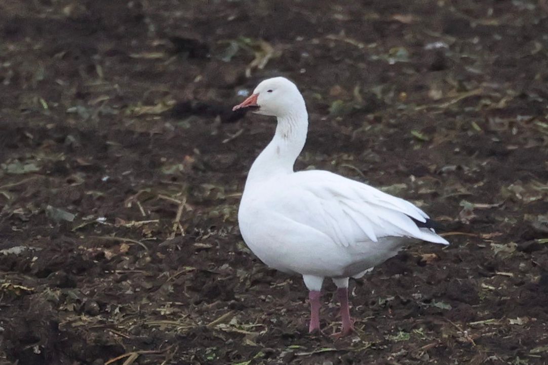 43b433ce 5c36 47e6 90cd 5de648c80084