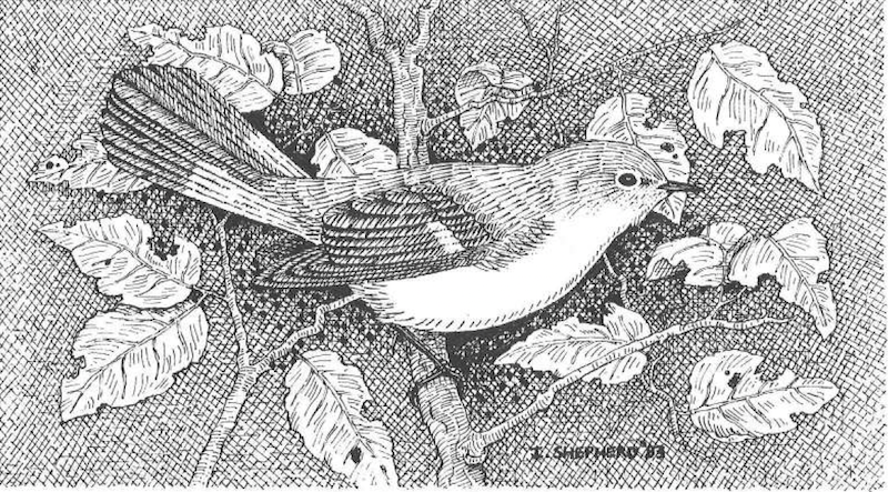 AmericanRedstart_Nov1982_GibPoint_IShepherd.png
