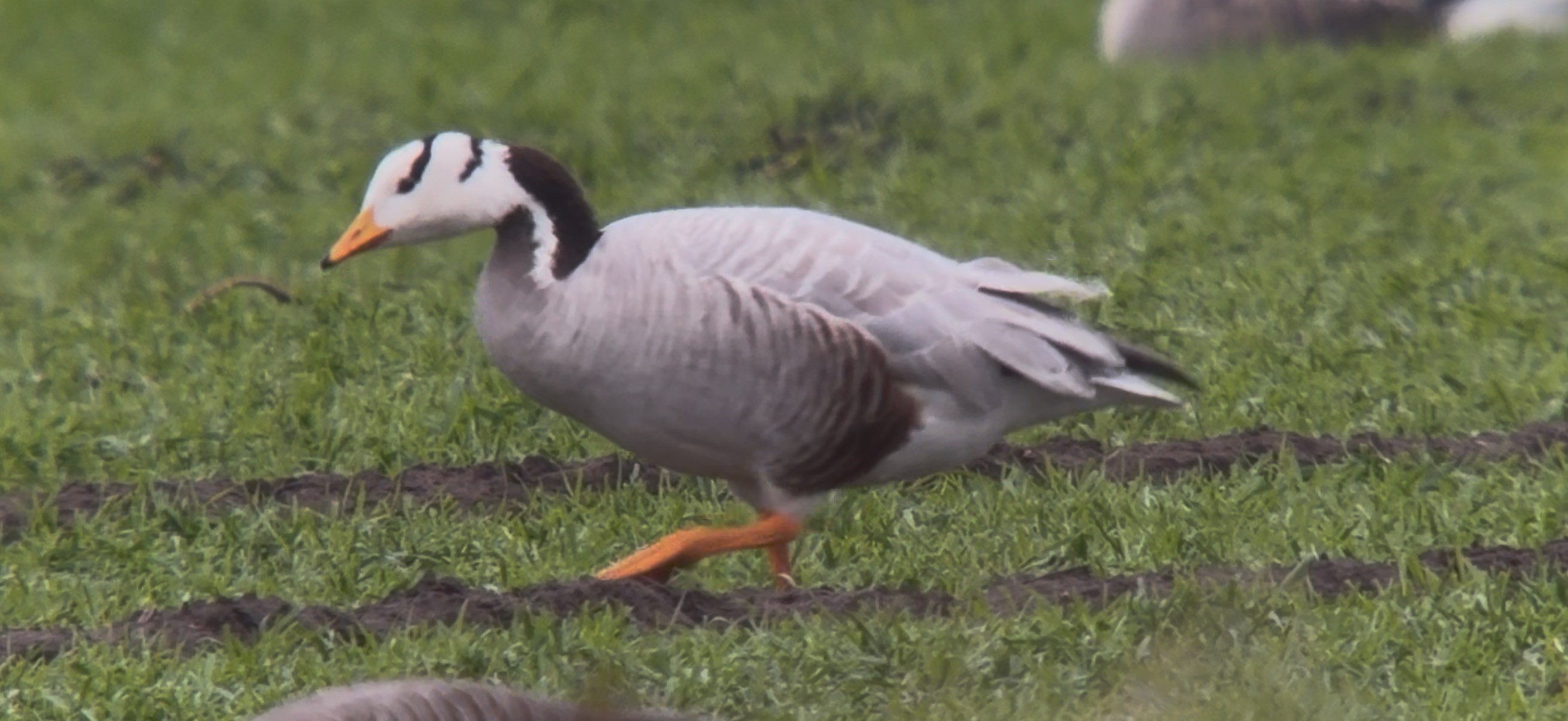 Bar headed Goose Oliver Simpson