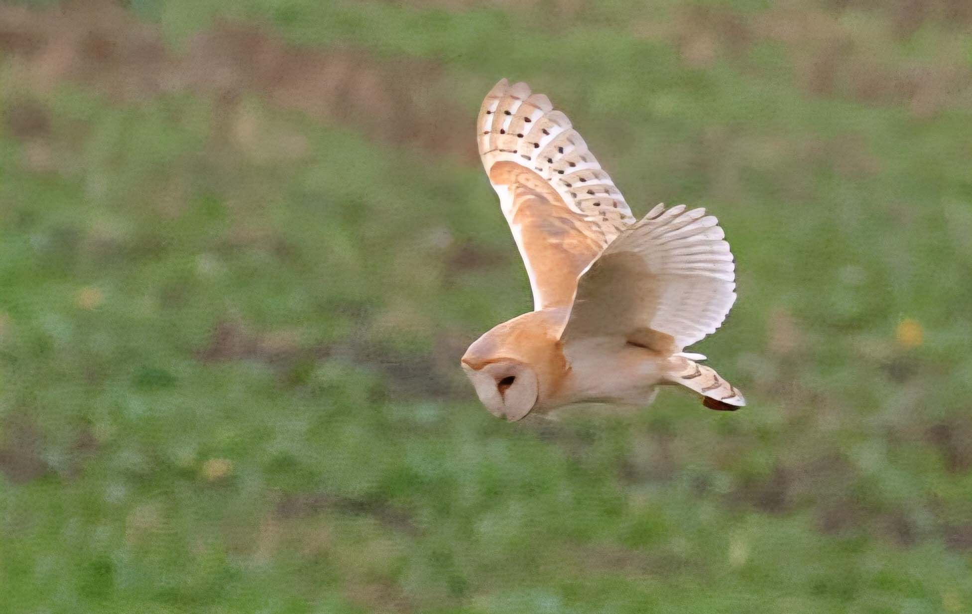 BarnOwl SW copy