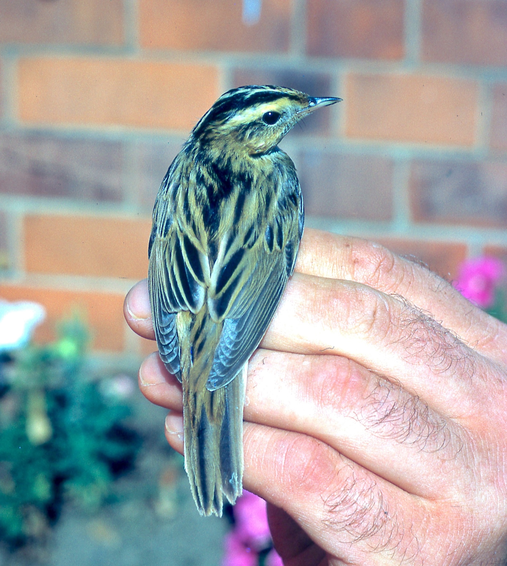 1 Aquatic Warbler caught Theddlethorpe 8 Sept1971 brought to 3 Ocean Avenue Skegnes by Bob Jones to confirm ID. Released Gib. RBW