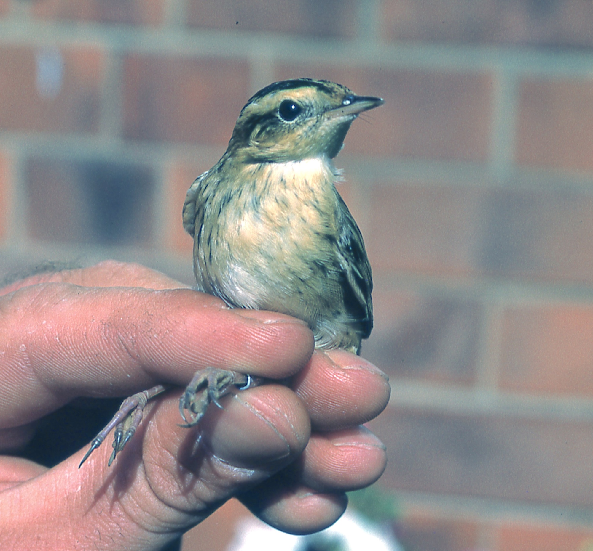 2 Aquatic Warbler caught Theddlethorpe 8 Sept1971 brought to 3 Ocean Avenue Skegnes by Bob Jones to confirm ID released Gib RBW