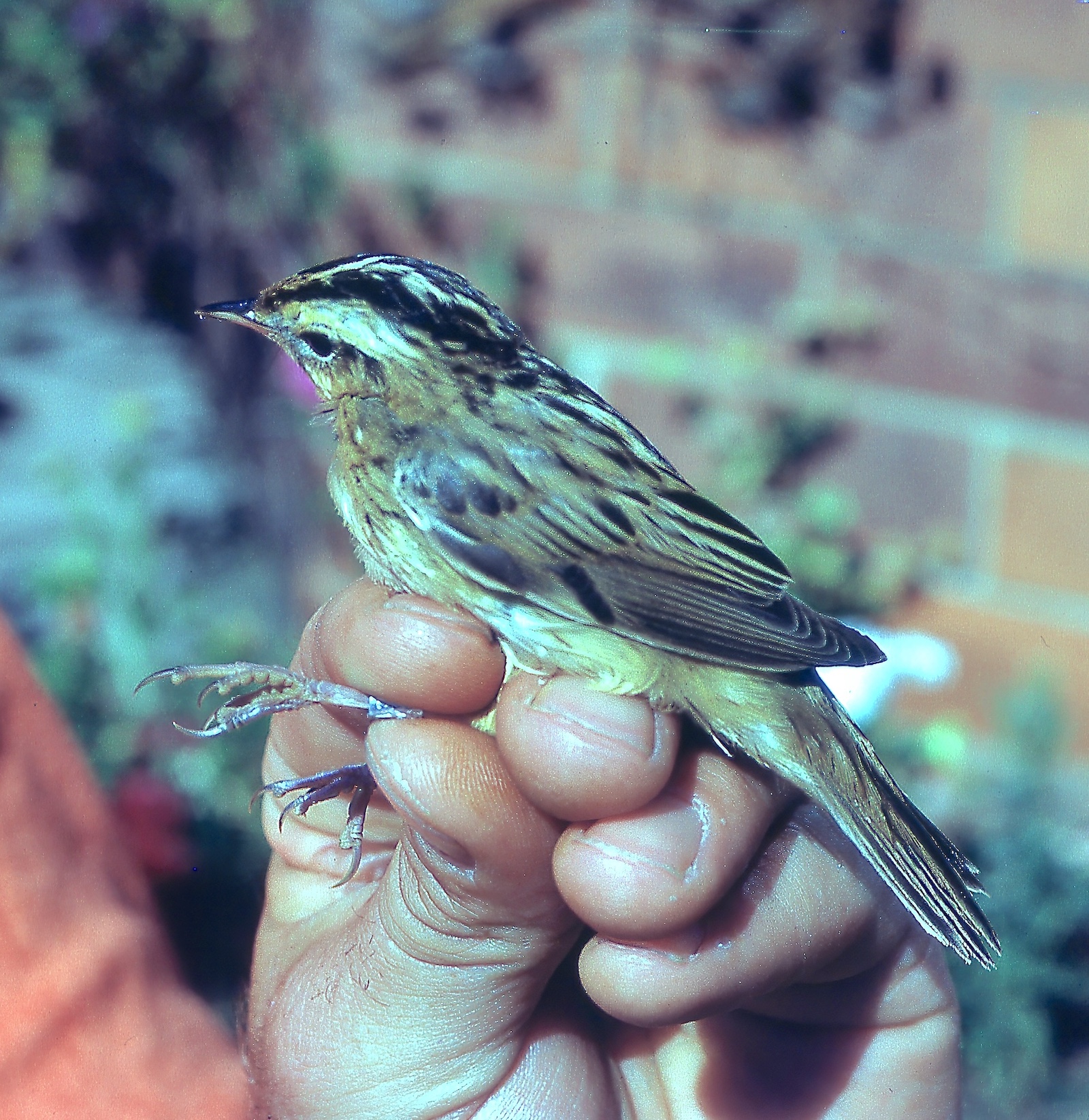 3. AquaticWarbler STNNR 1971 1