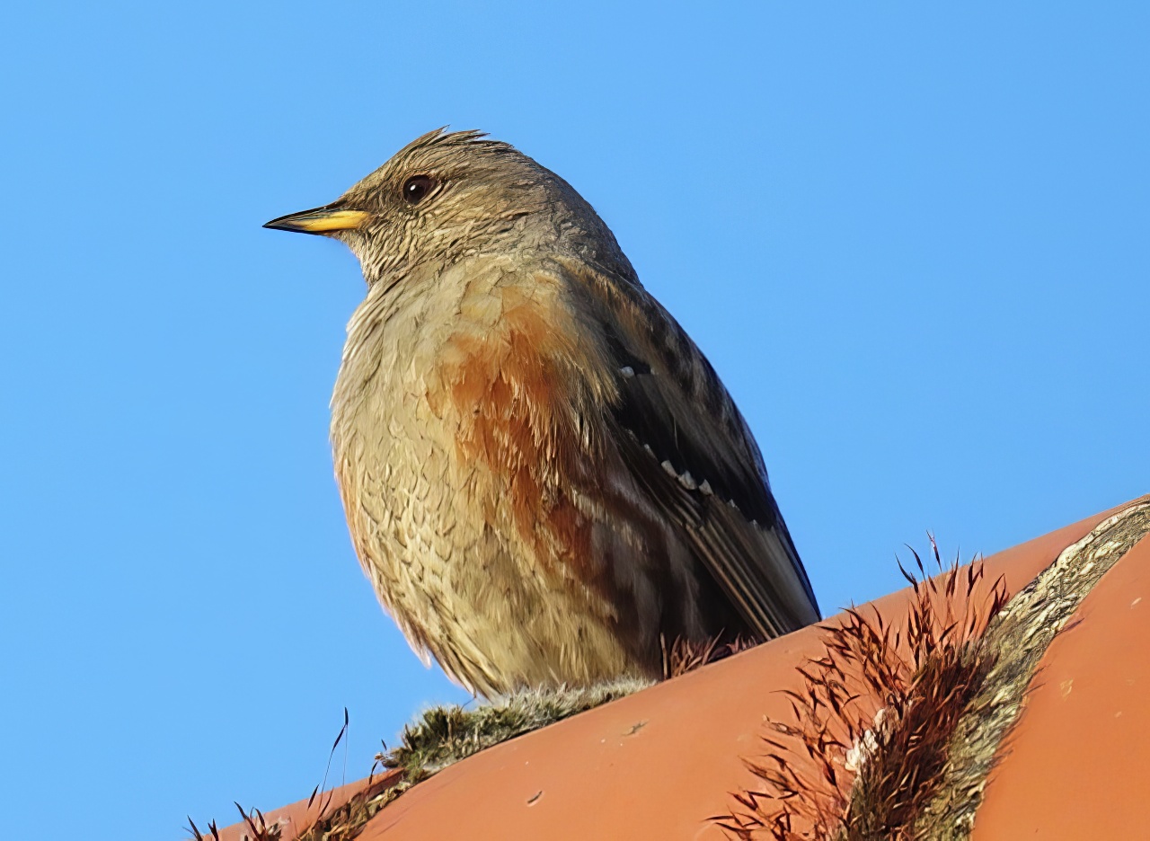 AlpineAccentor1 070516 GibPoint JamesSiddle topaz enhance