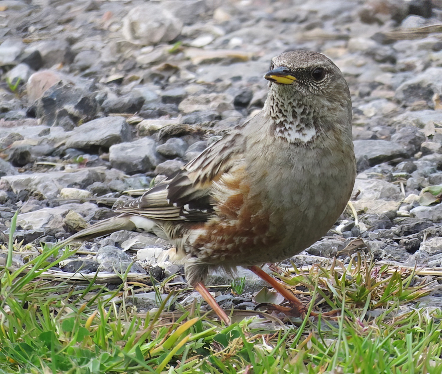 AlpineAccentor2 070516 GibPoint JamesSiddle topaz enhance