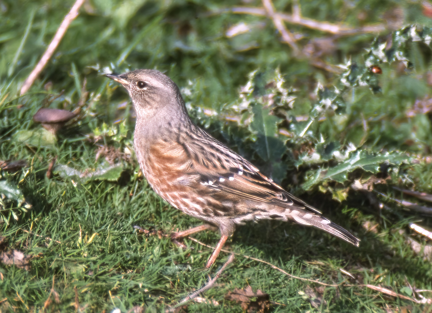 Alpine Accentor Nov1994 Rimac GPCatley topaz enhance sharpen