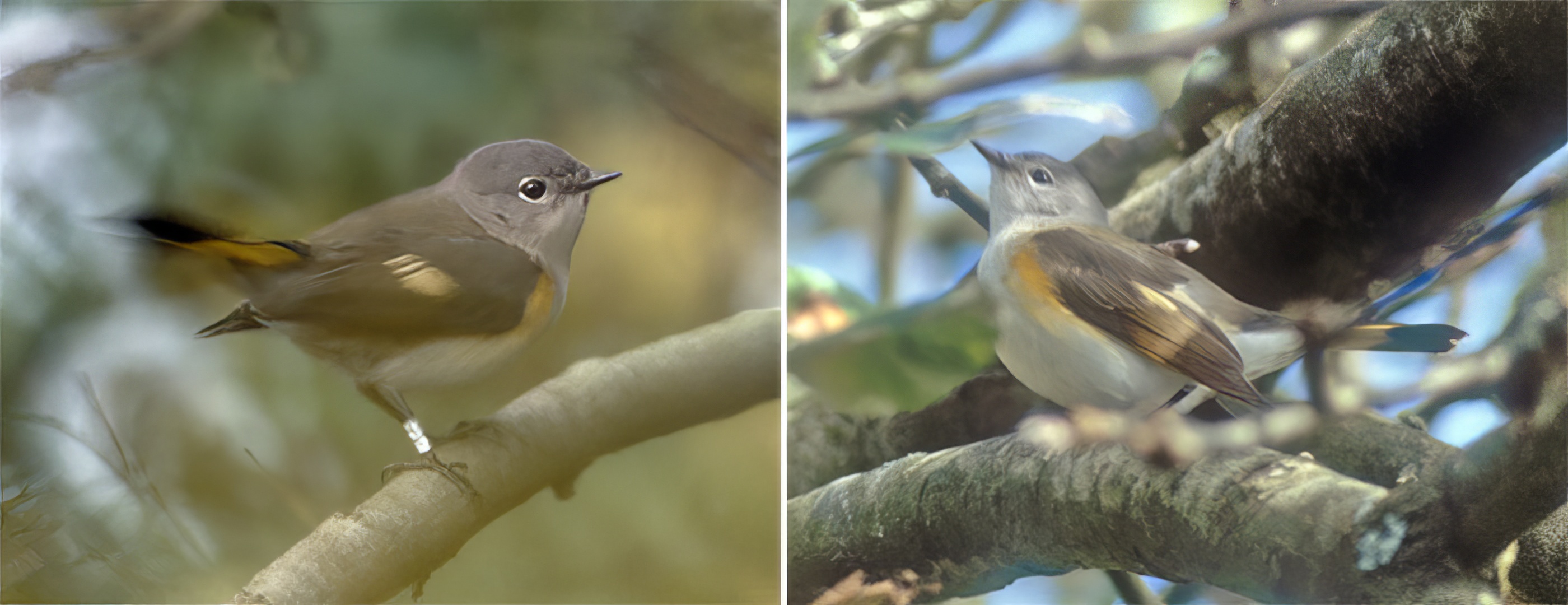 American redstart tim loseby topaz enhance sharpen