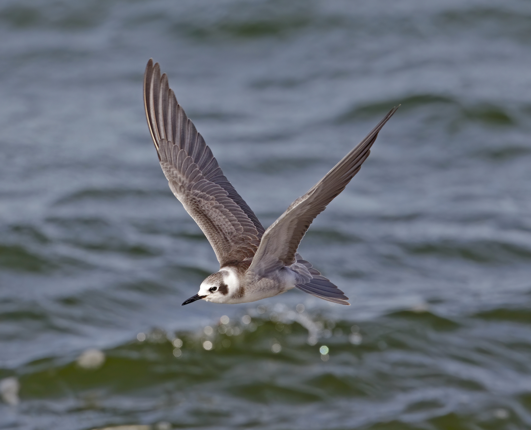 AmericanBlackTern1 Sept2011 Covenham GPCatley