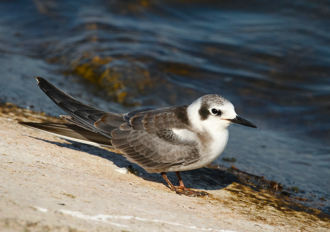 AmericanBlackTern 280911 Covenham JRC