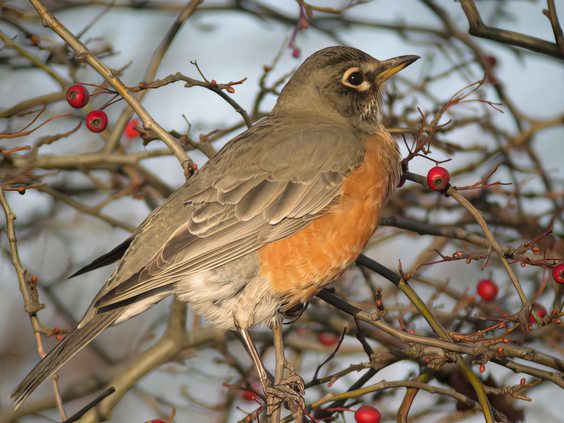AmericanRobin1 040104 Grimsby RoyHarvey topaz enhance