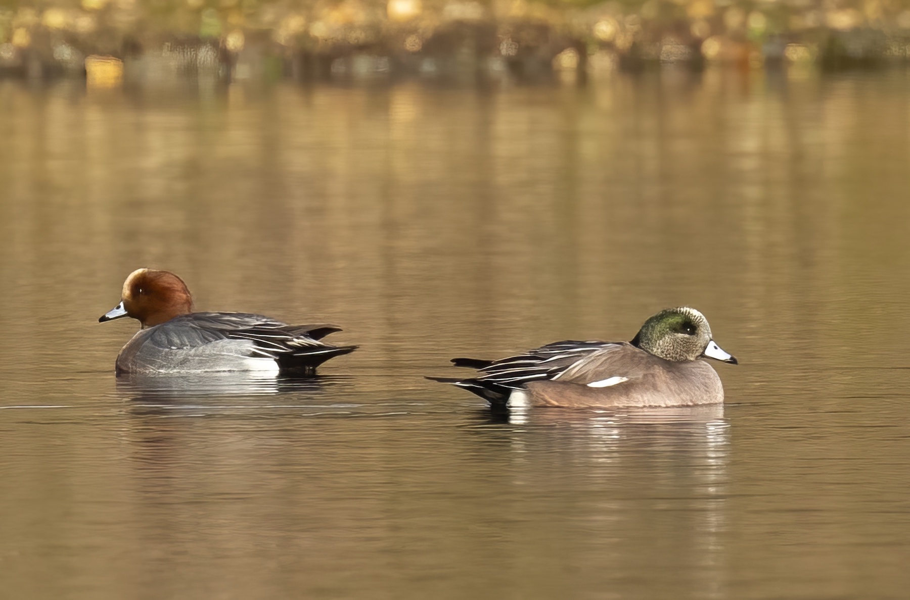 AmericanWigeon2 January2019 KirkbyGP GPCatley topaz enhance