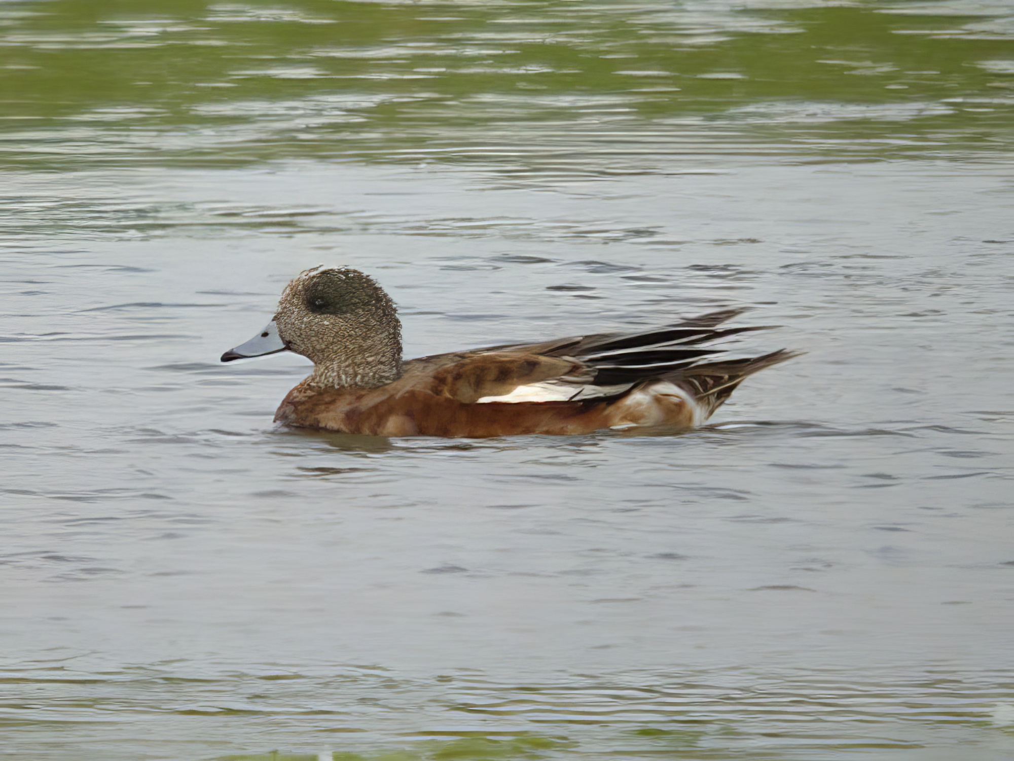 AmericanWigeon 150711 Freiston RHayes topaz enhance