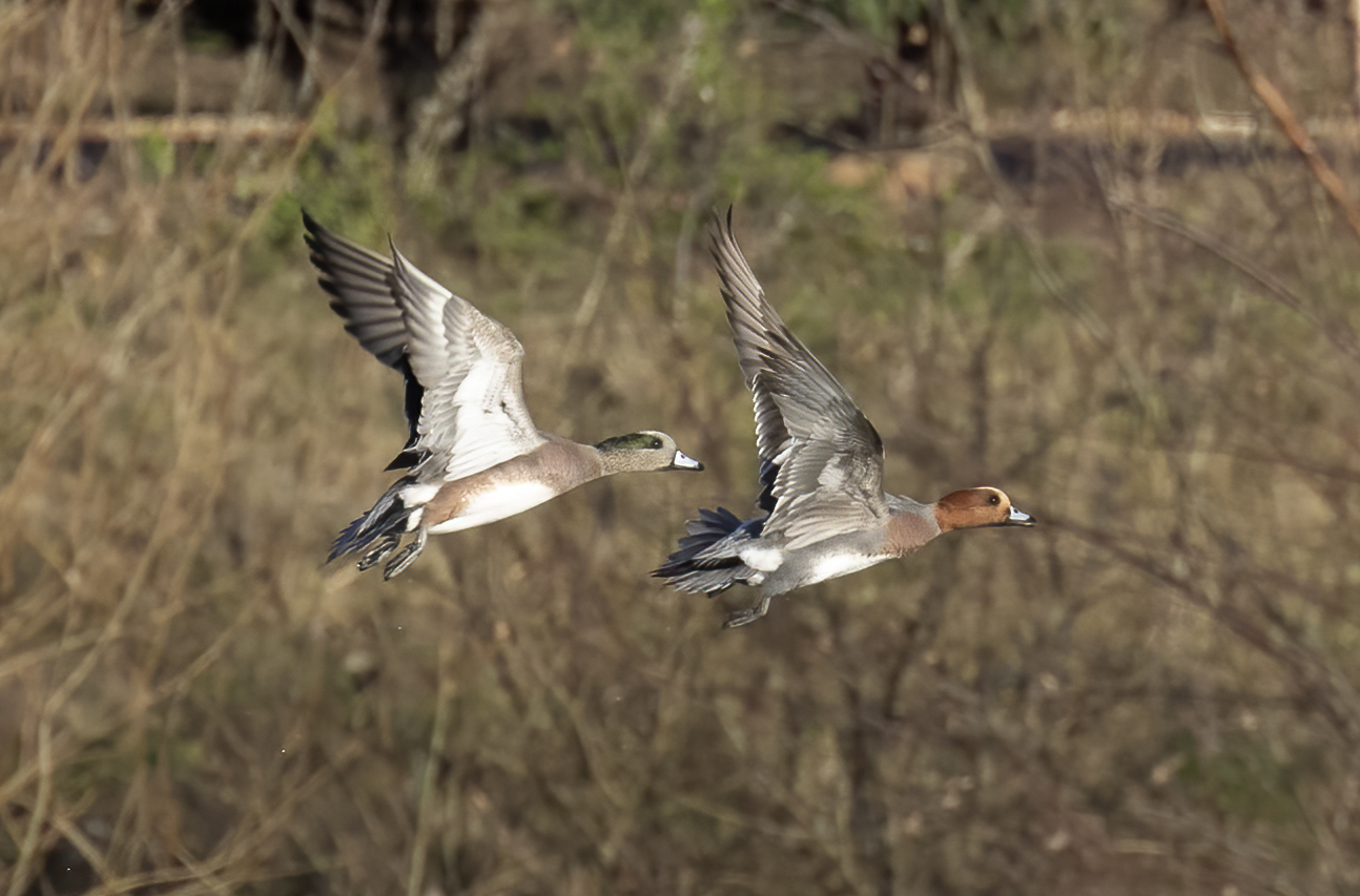 AmericanWigeon January2019 KirkbyGP GPCatley