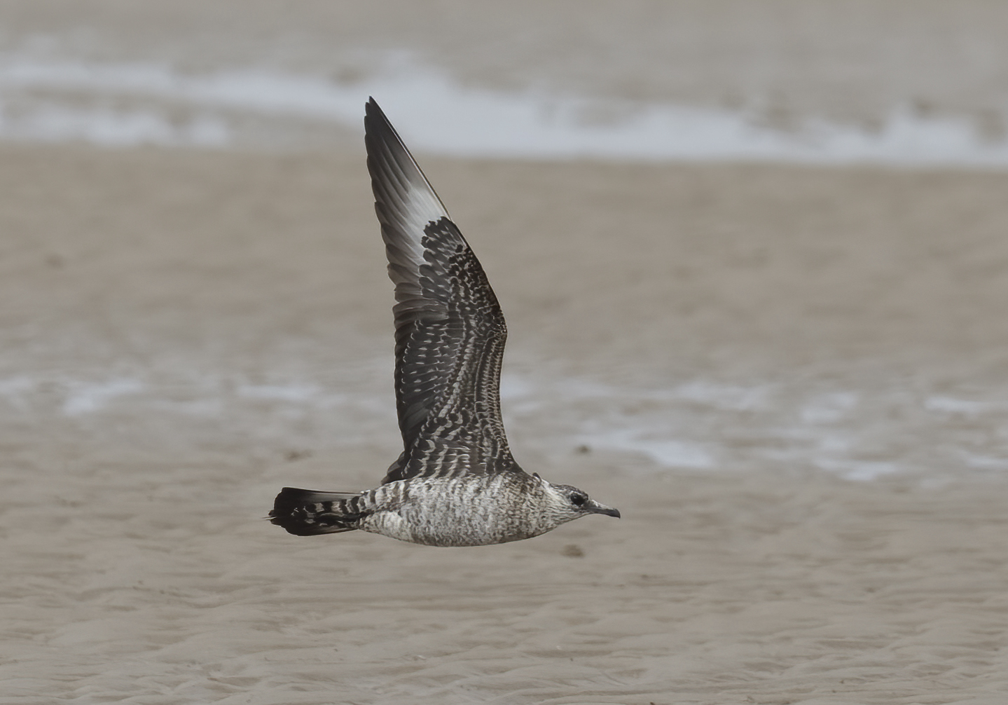 ArcticSkua Rimac July 2011 GPCatley