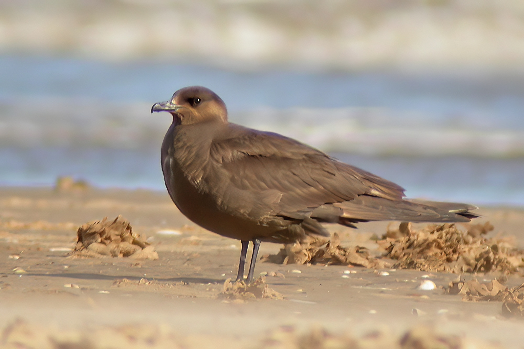 ArcticSkua Sept2004 SaltfleetbyNNR MJTarrant topaz denoise