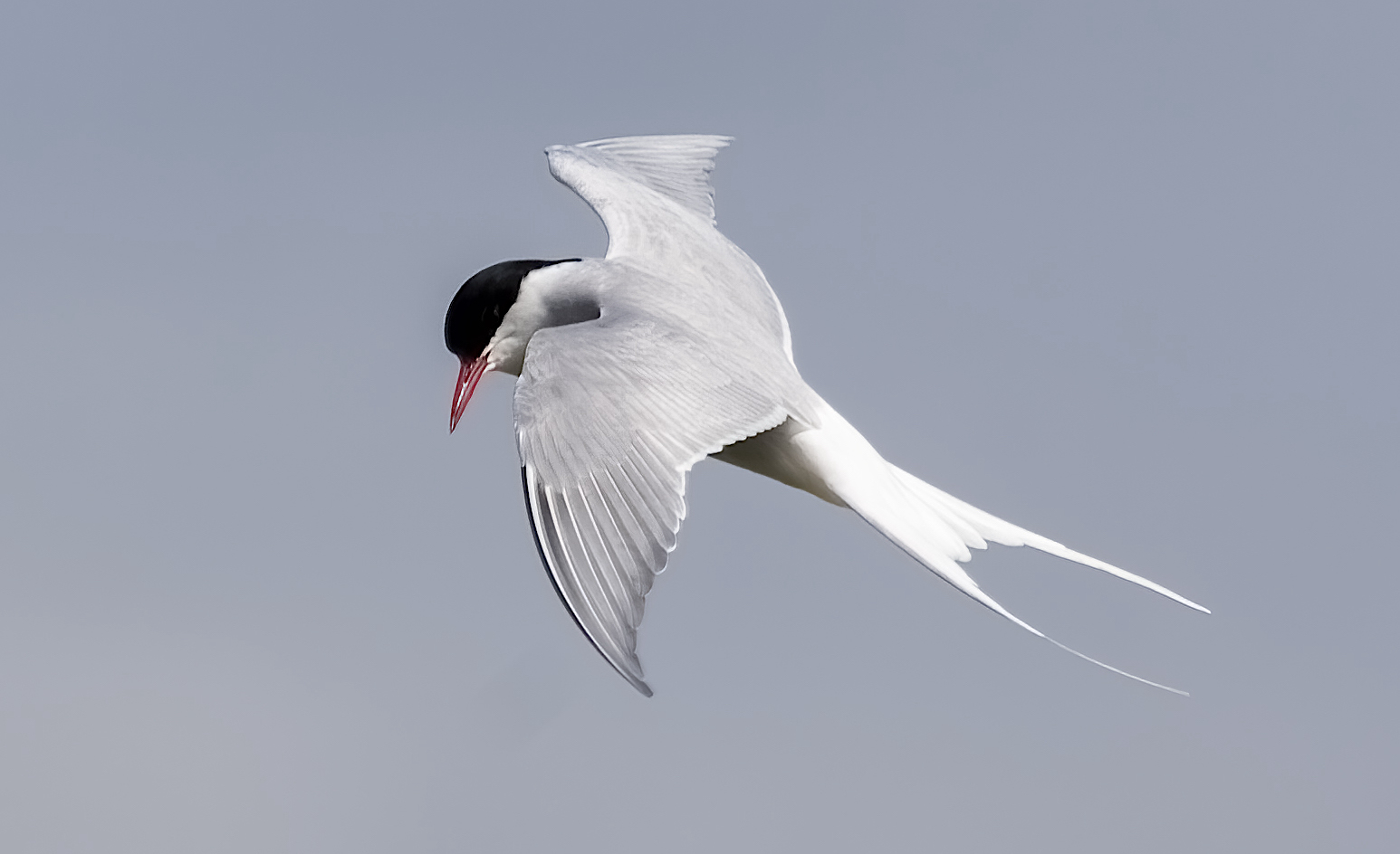 ArcticTern April2005 BartonPits GPCatley