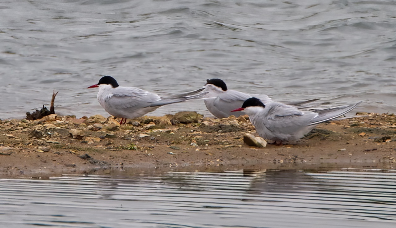 ArcticTerns 040512 KirkbyGP RTelfer topaz enhance