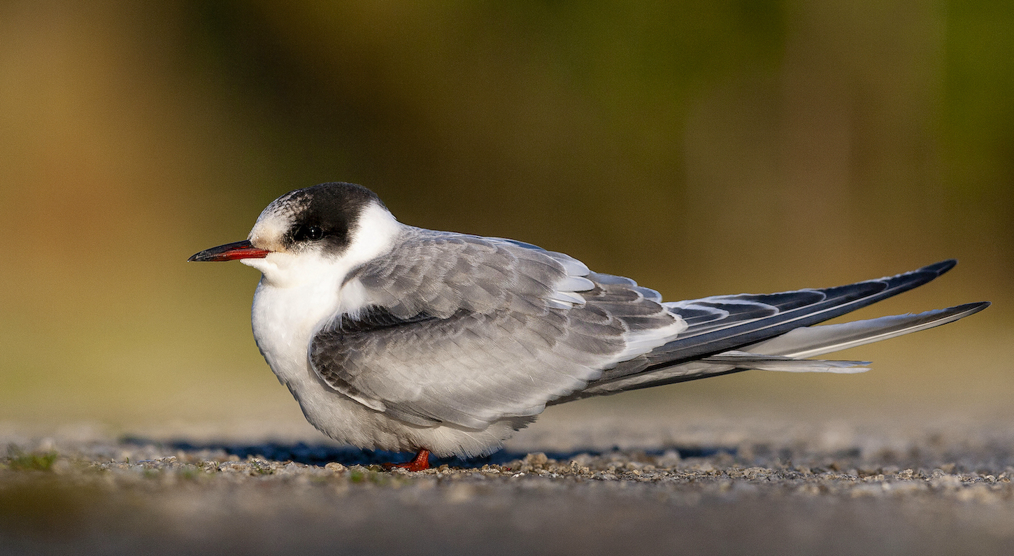 Arctic Tern October2007 BartonPits GPCatley