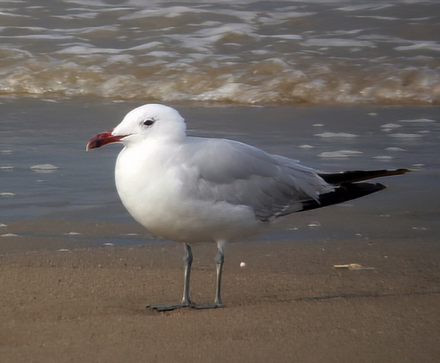AudouinsGull 190808 Huttoft PHaywood topaz denoise