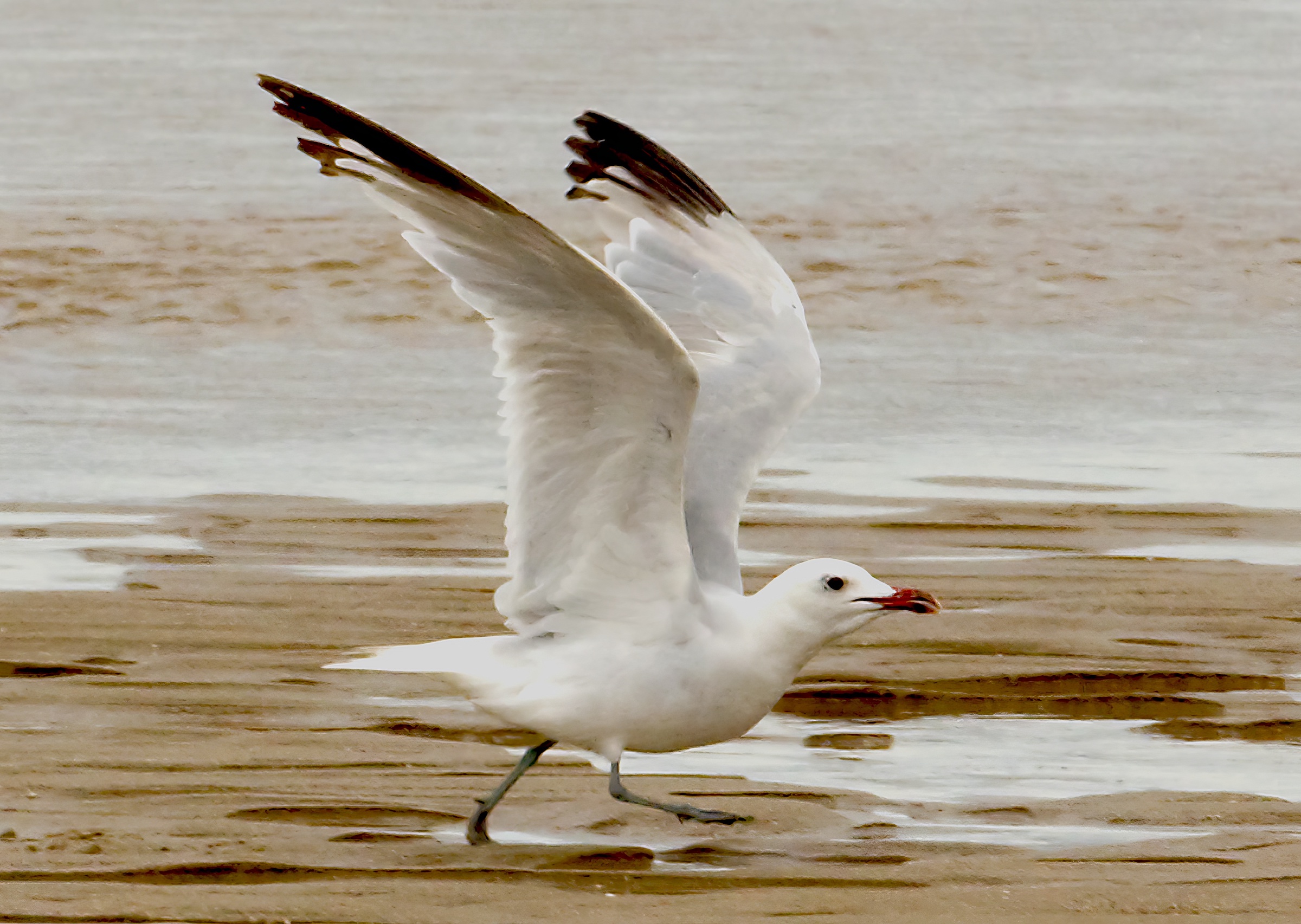 Audouins Gull1 Wolla Bank 190808 ATate topaz enhance