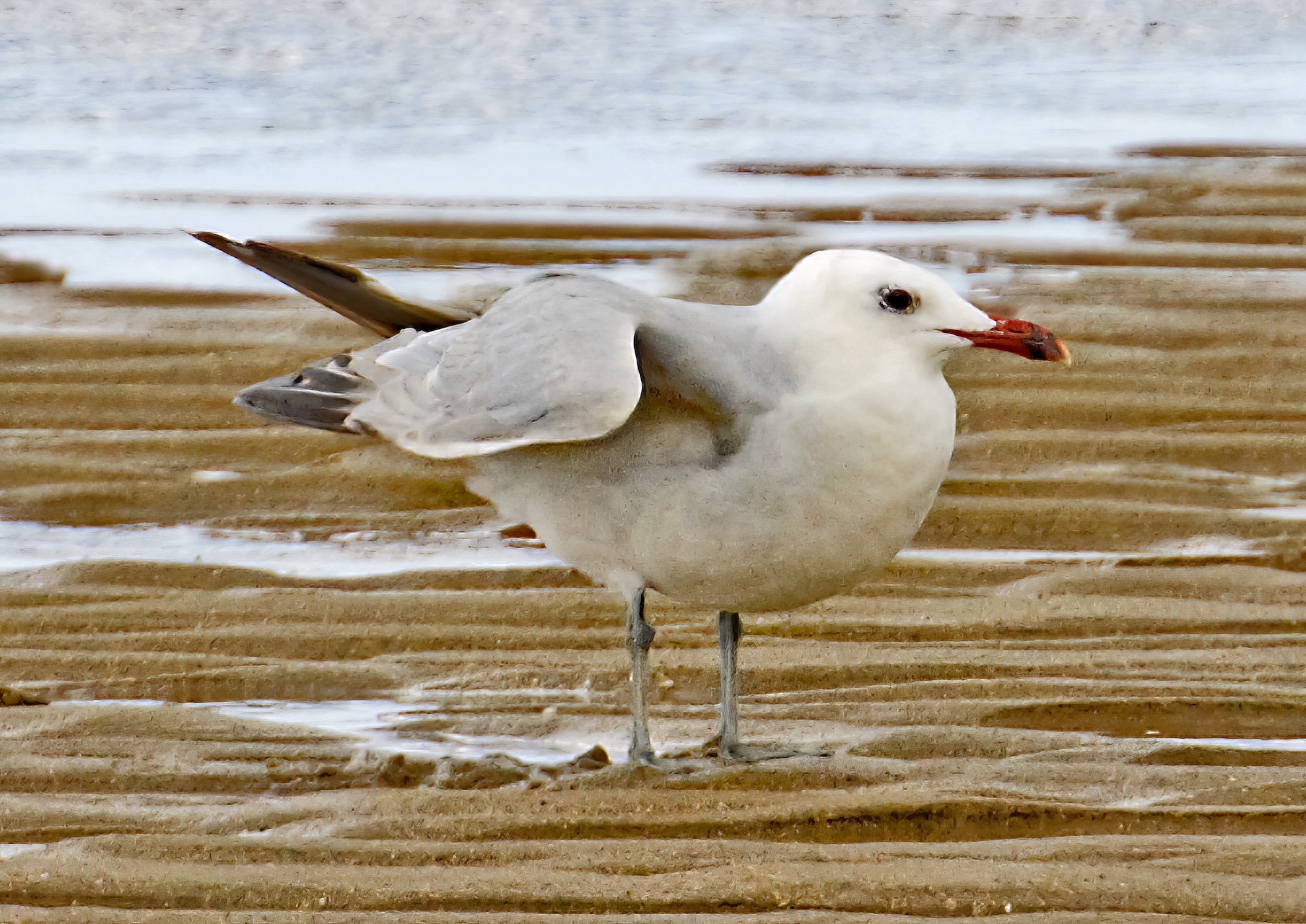 Audouins Gull2 190808 WollaBank AlanTate topaz denoise enhance