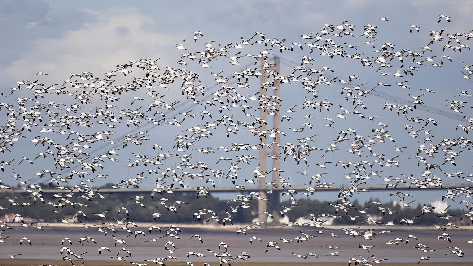 Avocet 090917 Humber GPCatley topaz enhance