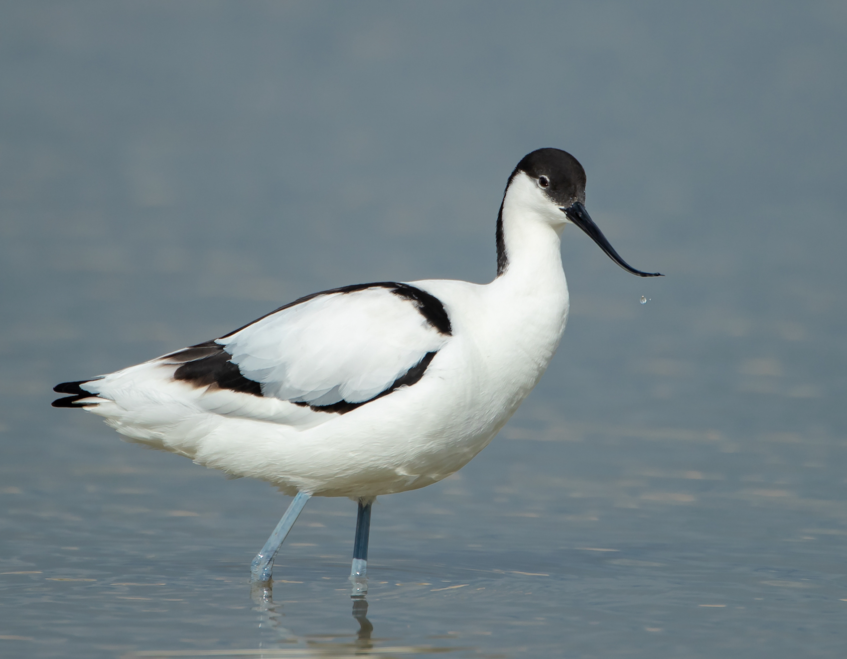Avocet 130419 Grainthorpe MarkDJohnson