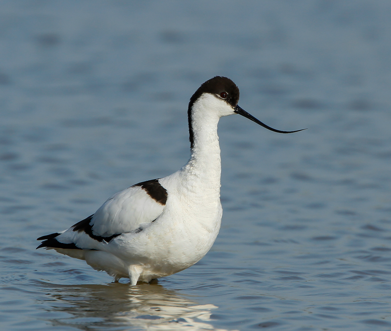 Avocet 260512 Grainthorpe MarkDJohnson