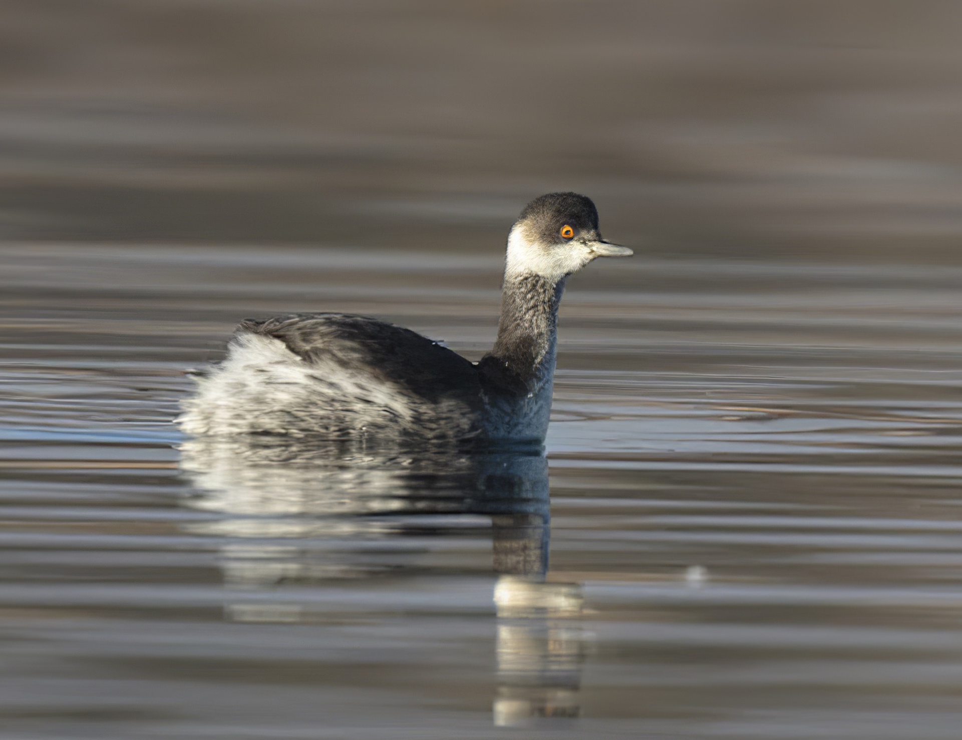 BNGrebe 190116 BartonPits GPCatley topaz enhance
