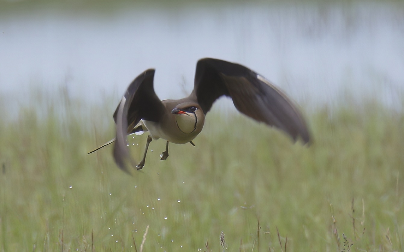 BWPratincole1 190619 Frampton SGantlett topaz denoise