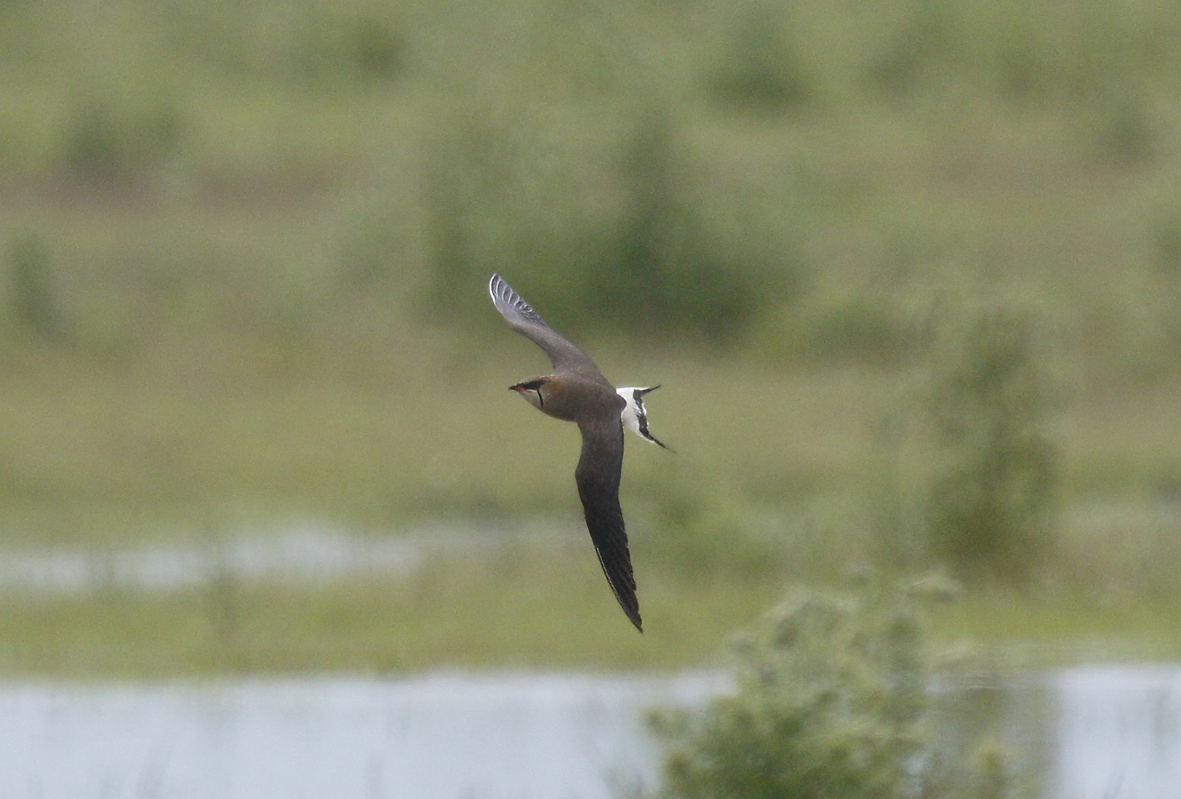BWPratincole2 19061 Frampton SGantlett topaz sharpen