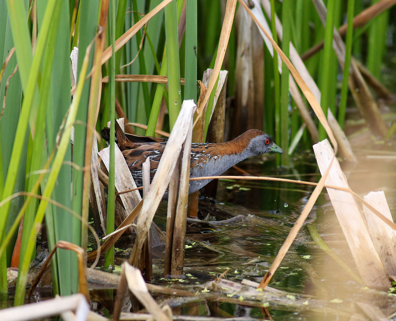 Baillons Crake June2021 Alkborough NDrinkall