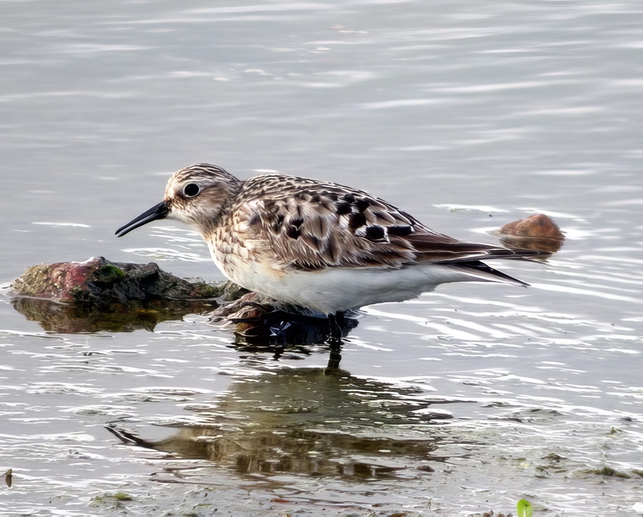 BairdsSand 240905 KirkbyGP DEades topaz enhance