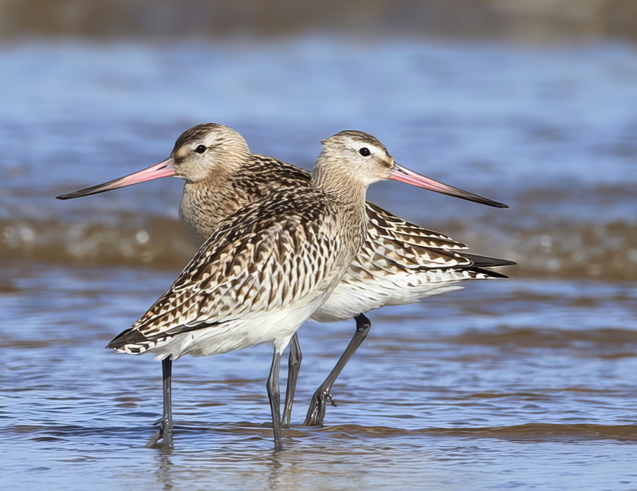BarTailedGodwit 061012 DonnaNook DEades topaz enhance